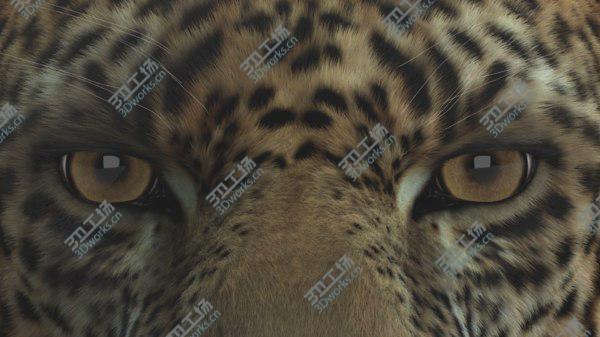 images/goods_img/20210312/3D Jaguar Rigged model/4.jpg